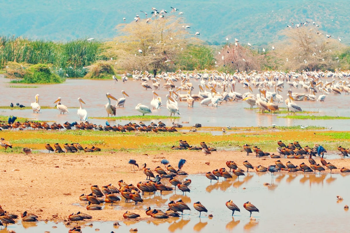 Lake Manyara